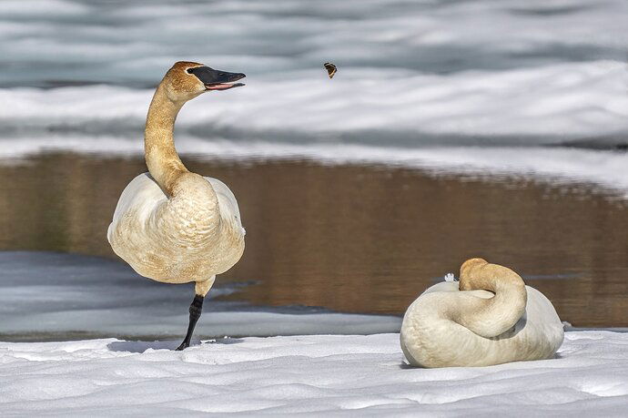 Swan & Butterfly 05 v2