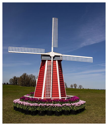 Tulip #12-NPN.jpg