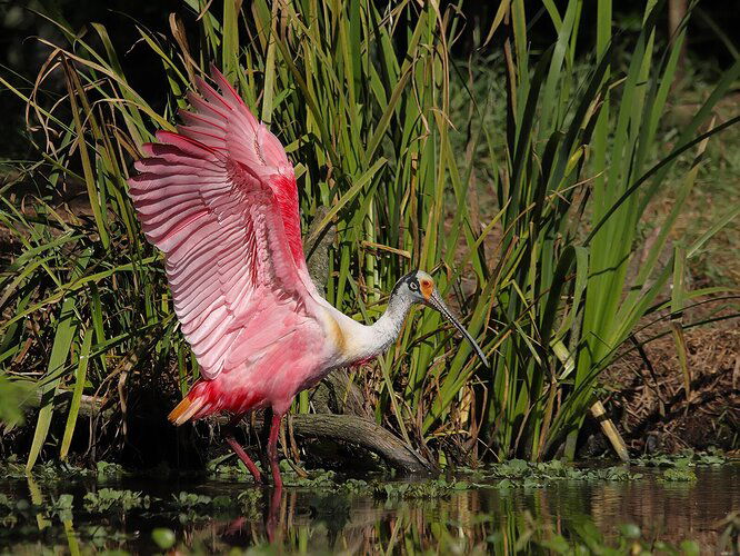 More Roseate Spoonbills