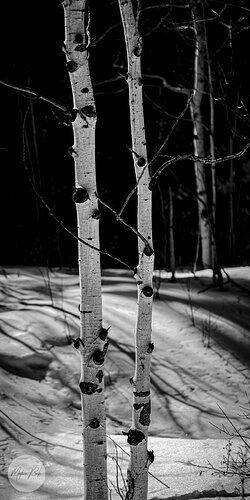 Aspen afternoon