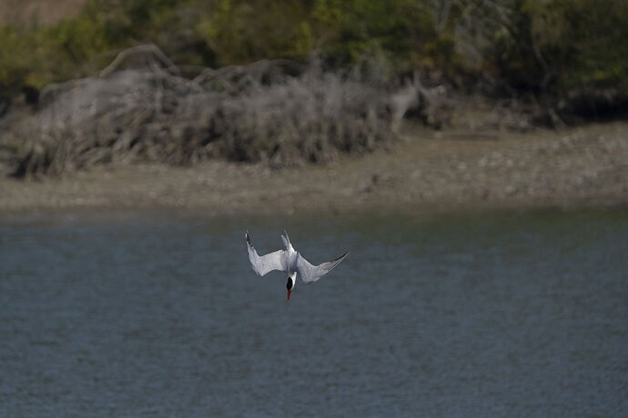 3 tern dive