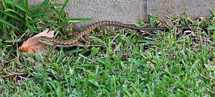 LHAlligatorLizard.jpg