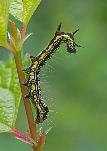 Ramie Moth