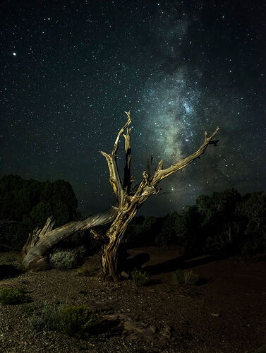 The-Devil-Tree-1500.jpg