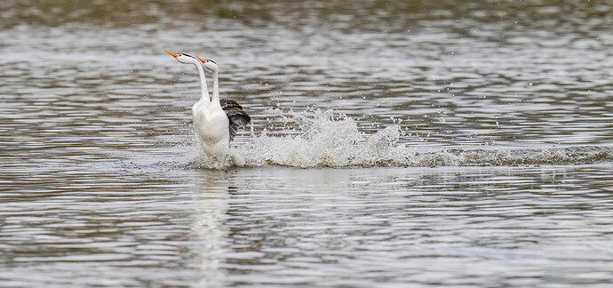 grebes rushing (2) copy.jpg