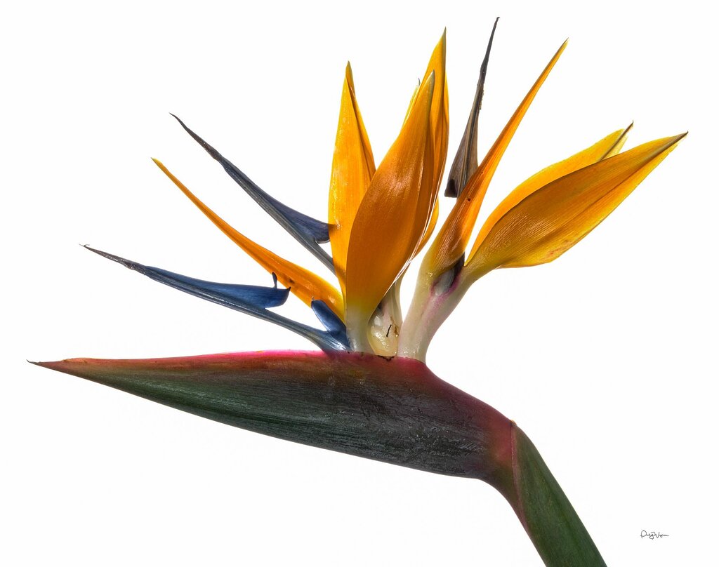 Strelitzia reginae (crane flower, bird-of-paradise) - Image Critiques -  Nature Photographers Network