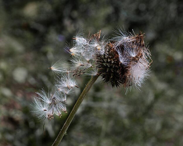 thistle-DSC_7732-Enhanced-NRcropped.v4-DDM