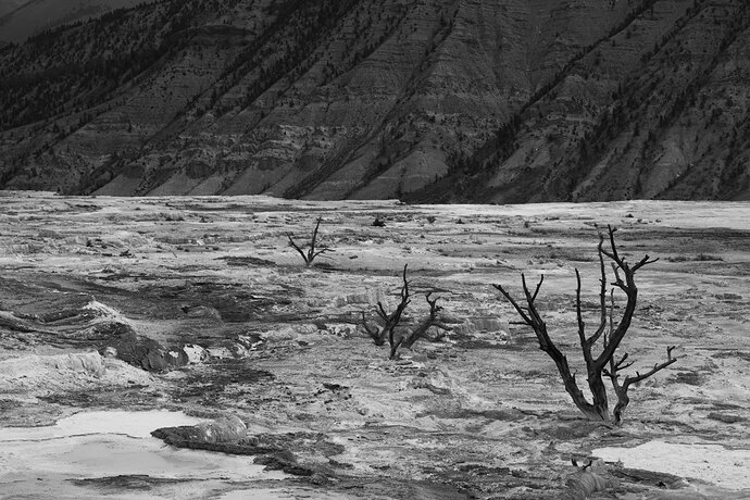MT_Yellowstone_06202026-061926_0629 FULL FRAME (1)-1 copy