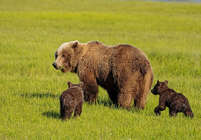 ComeAlongCubs.jpg