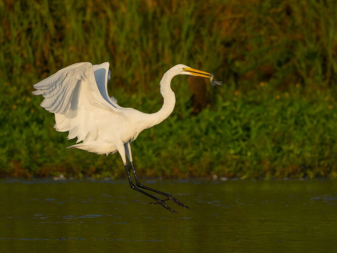 Great Egret 84.jpg
