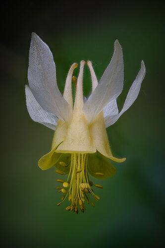 C-S8-Edit-3.jpg