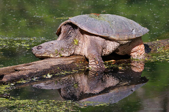 Sunning Snapper #2