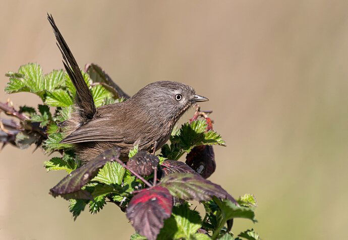 Wrentit-