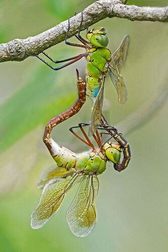 Revision 1 - Oriental-Dragonflies-Do-It-revised.jpg