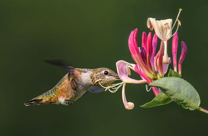 RHB-with-pollen-2-copy-lg