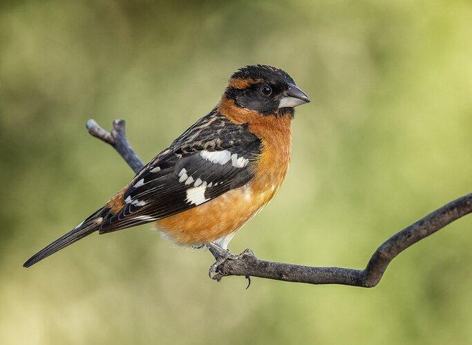 Black-headed Grosbeak, M