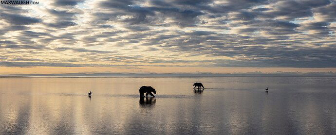 bearalaskapeninsulabrown0723alaska697-1600px.jpg