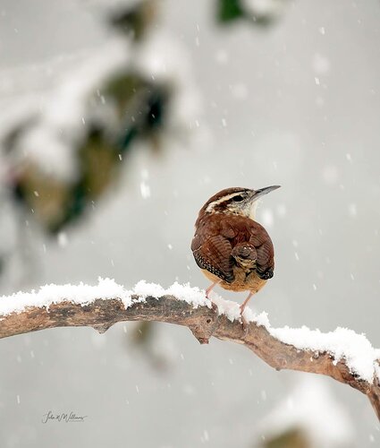 Carolina Wren and Snow