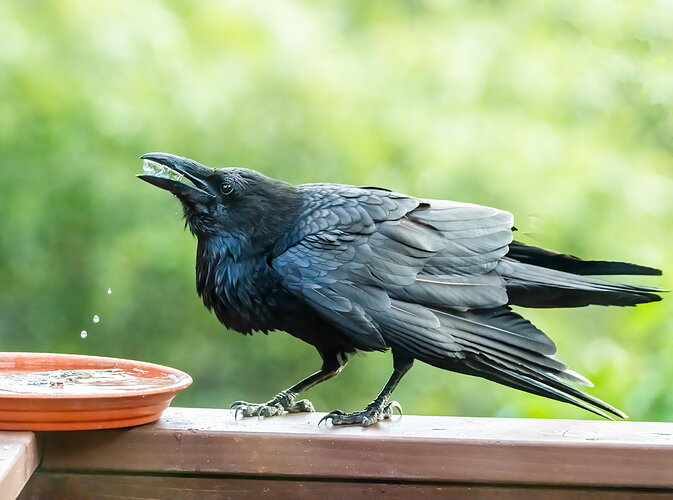 RAVEN.jpg