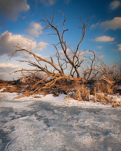 CN_Branching out_4x5