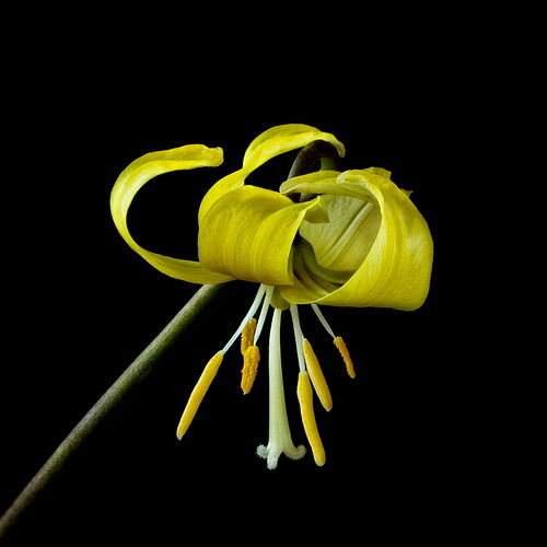 2025-04-05-16.34.18 ZS PMax-Edit-Edit.jpg