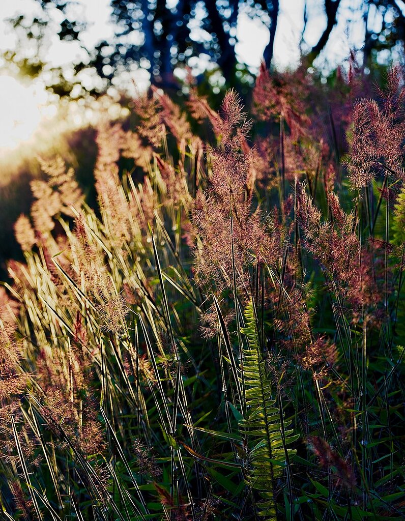 Molasses Grass Suite - Image Critiques - Nature Photographers Network - Luminous Molasses Grass