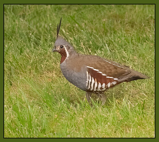 Original - Mountain Quail.jpg