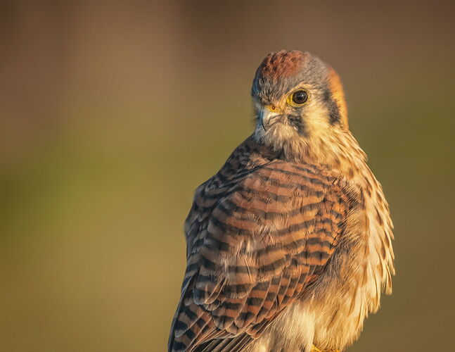 kestral-1-Edit-c-copy.jpg