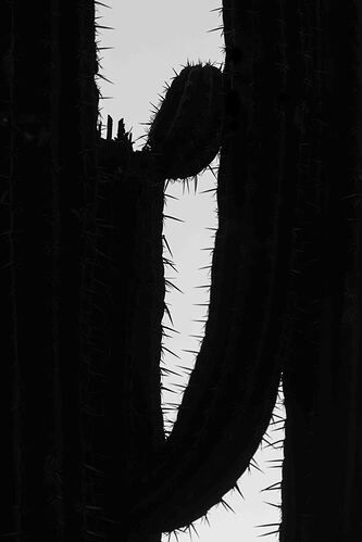 Cacti c.jpg