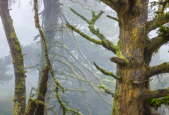 In the ancient forest