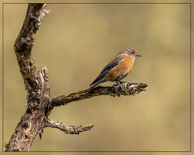 Western Bluebird-NPN2.jpg