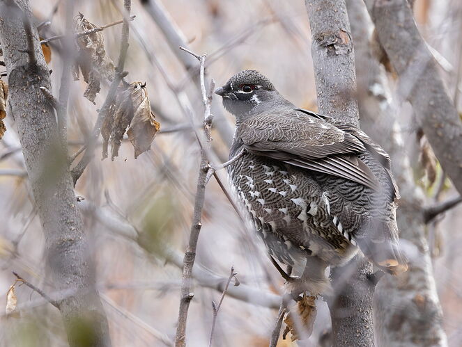Cathy-Spruce Grouse v2 copy