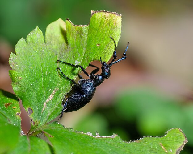 American Oil Beetle