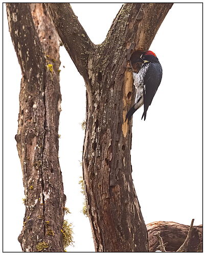 Acorn Woodpecker-NPN.jpg