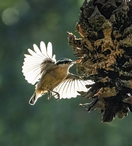 NUTHATCH.jpg