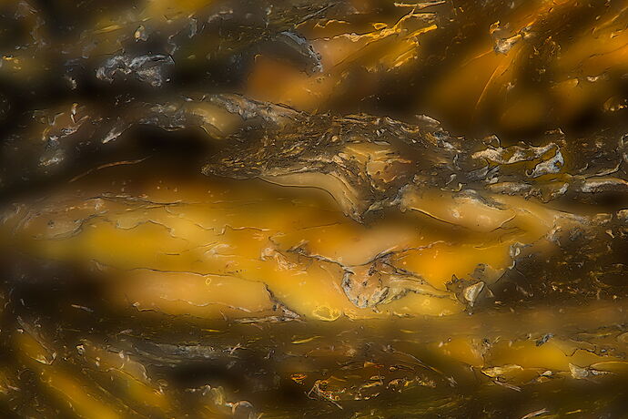 Occotillo Bark Abstract X72A4332-Edit r3
