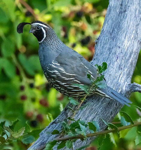 QUAIL.jpg