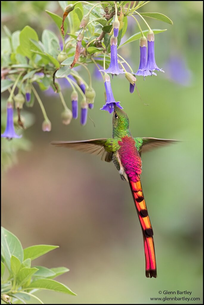 Red-tailed Comet - Avian Critiques - Nature Photographers