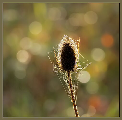 Wild Teasel-NPN copy