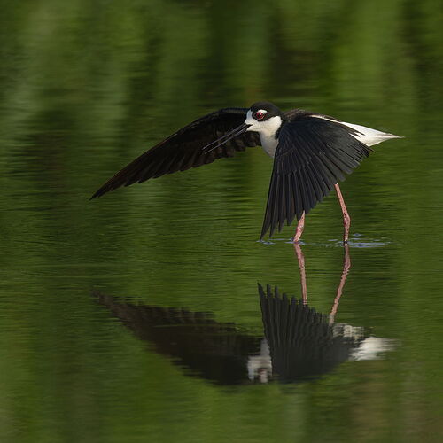 Black-necked Stilt 6.jpg