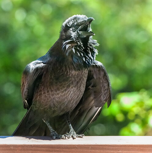 RAVEN.jpg