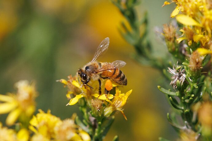 20221031-Insects-0102