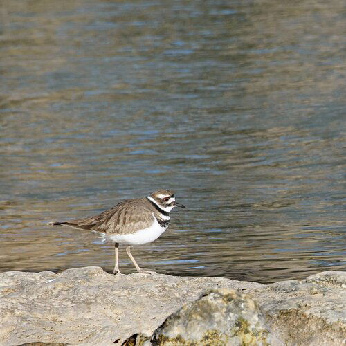 killdeer-DSC_6187