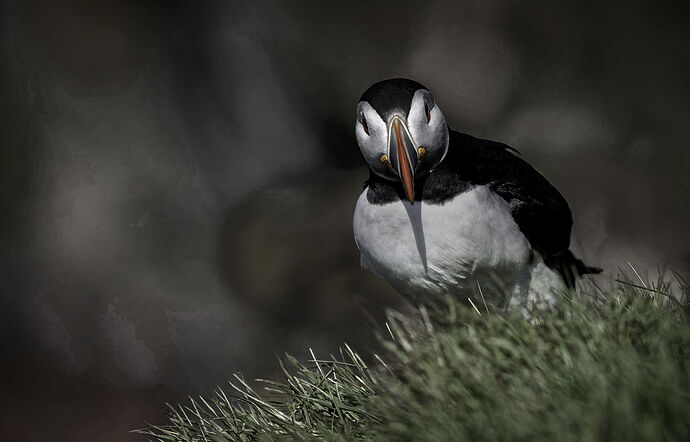 puffin-head-on--post- Copy-Edit-3 copy