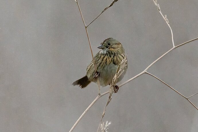 Lincoln's Sparrow