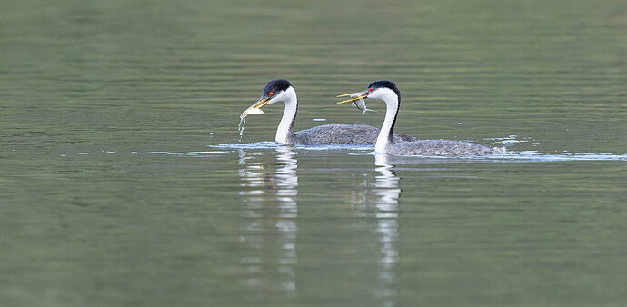 2 grebes with fishDSC08461-DxO_DeepPRIME 3-2 copy-topaz-wonder-2.jpg