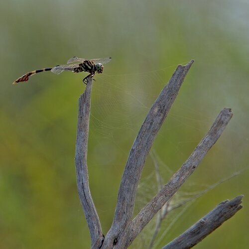 dragonfly-DSC_5467-1