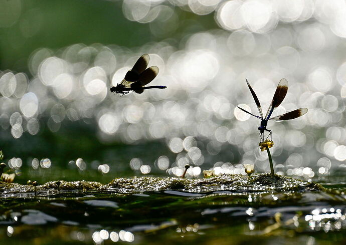 Armin_APR4650-2-watermarked copy