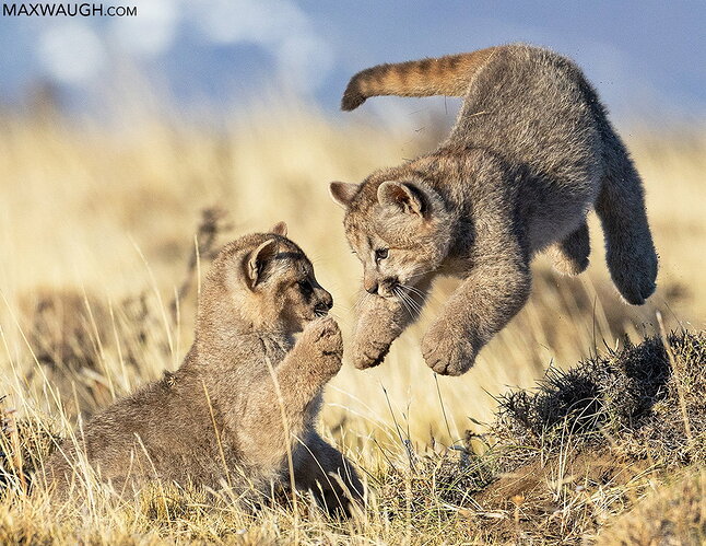Puma Cubs