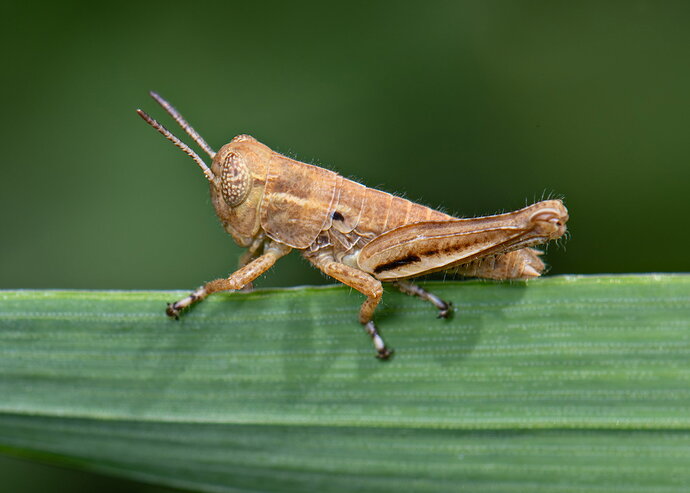 Cute as a Bug!